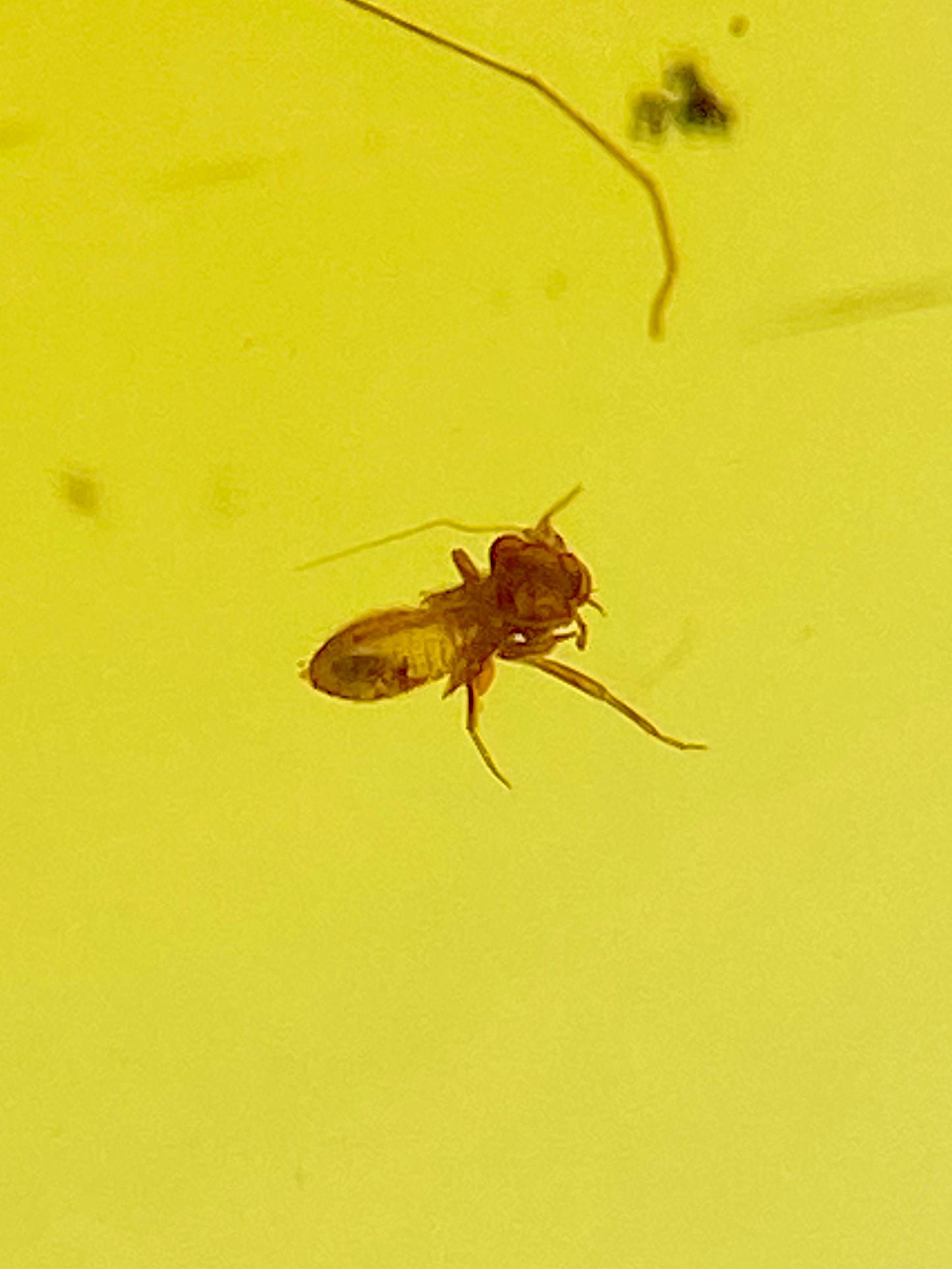 Ámbar Dominicano con Mosquito