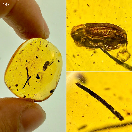 Ámbar Dominicano con Flores