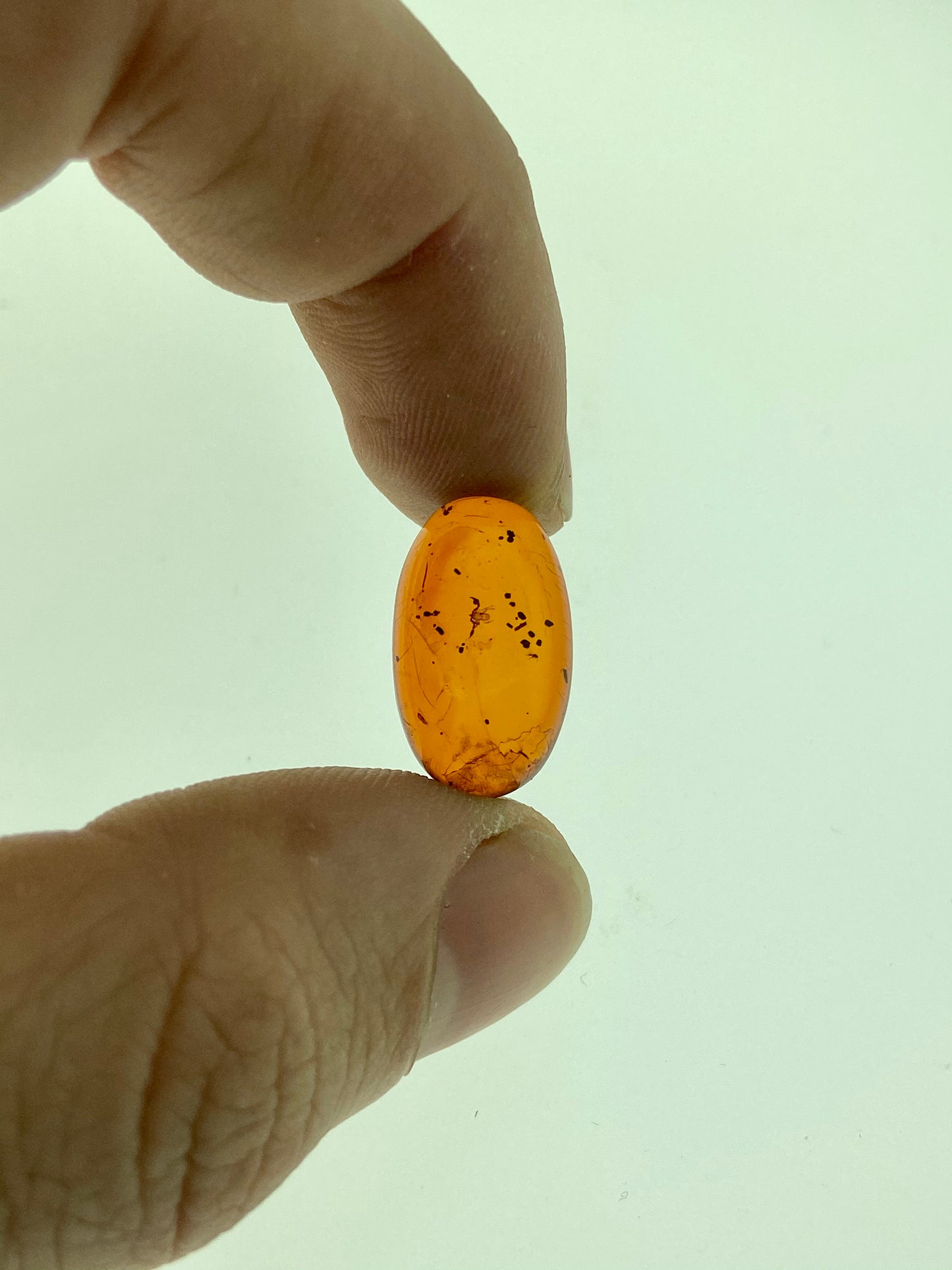 Ámbar Dominicano con Pseudoescorpión