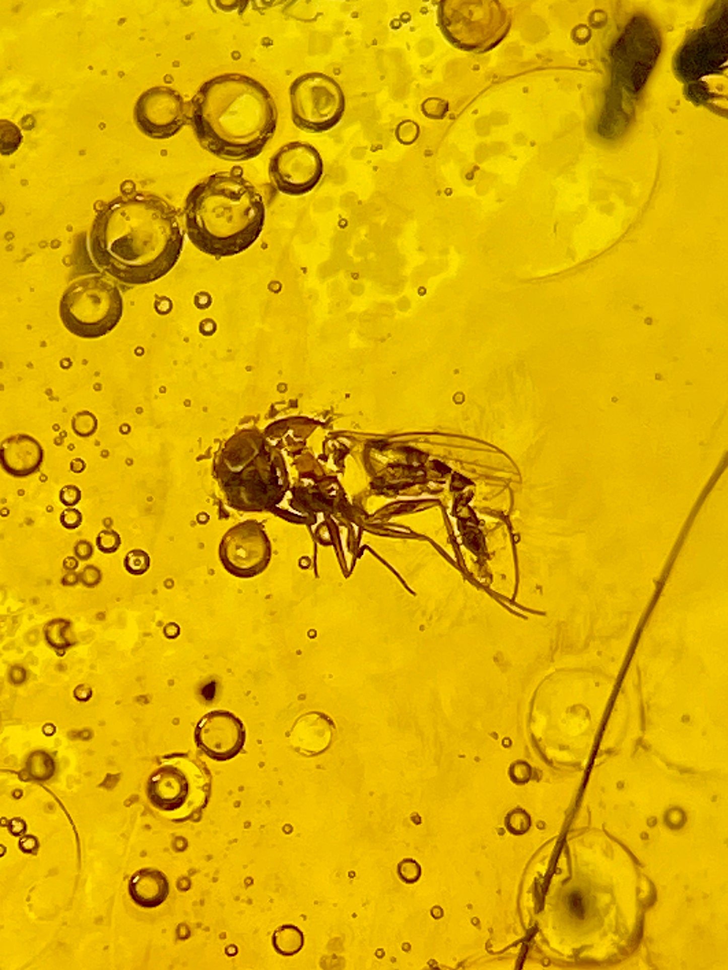 Ámbar Dominicano con Moscas y Mosquitos