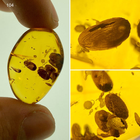 Ámbar Dominicano con Semillas