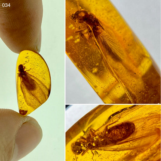 Ámbar Dominicano con Isóptera