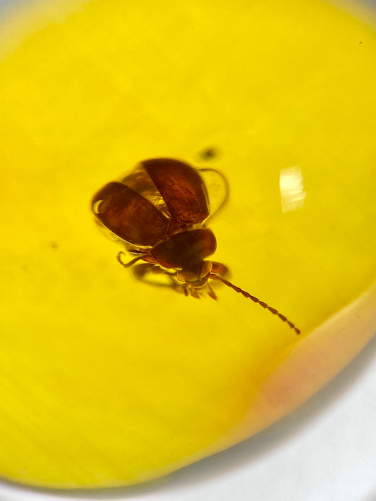 Ámbar Dominicano con Escarabajo