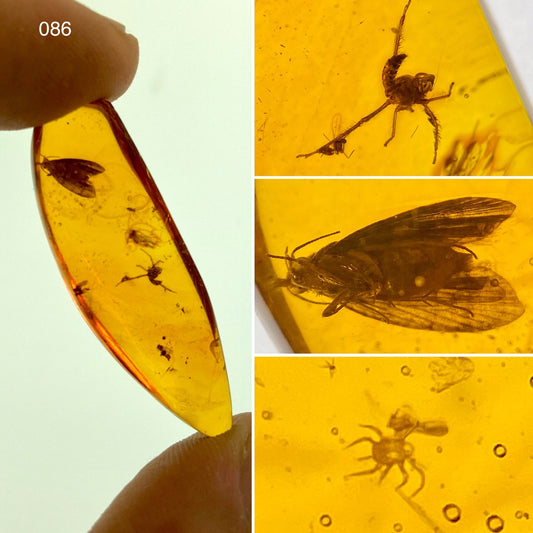 Ámbar Dominicano con Ácaro y Polilla