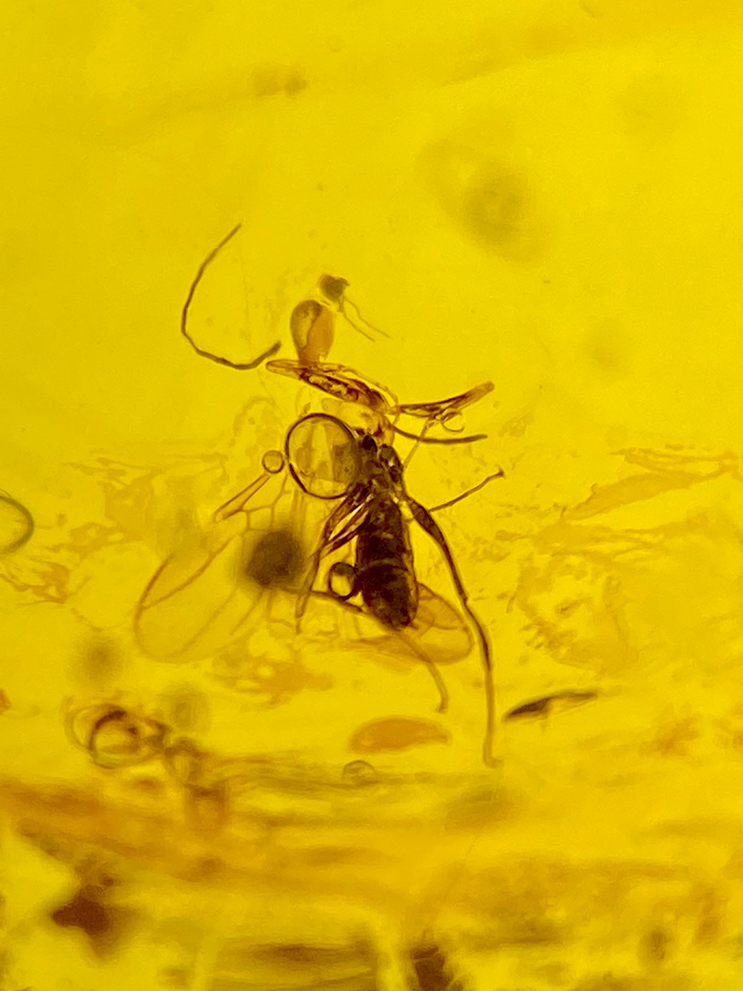 Ámbar Dominicano con Mosquito
