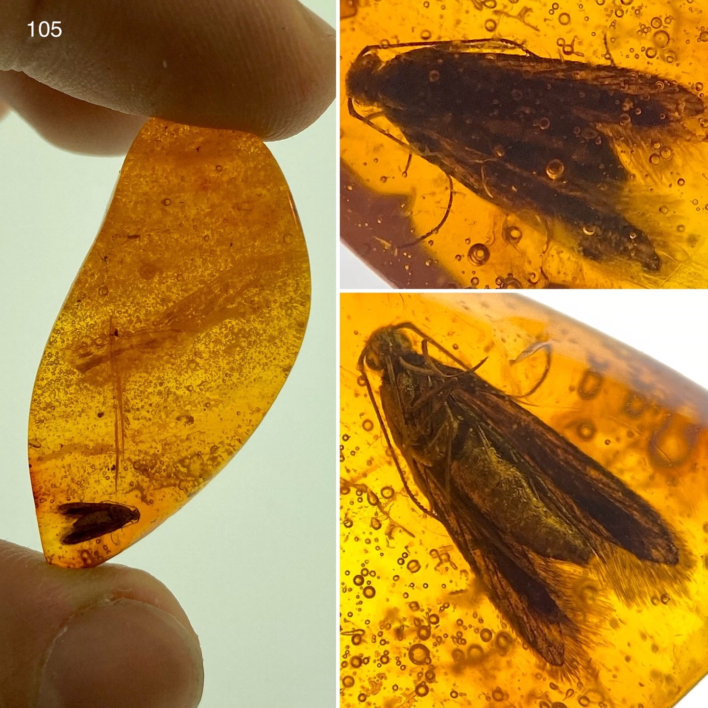 Ámbar Dominicano con Polilla