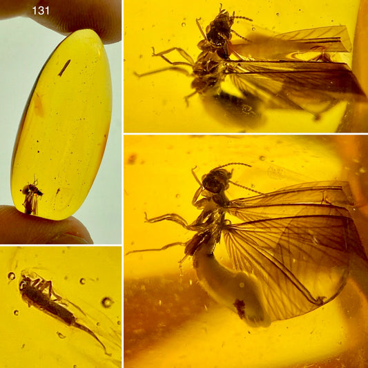 Ámbar Dominicano con Termita Voladora