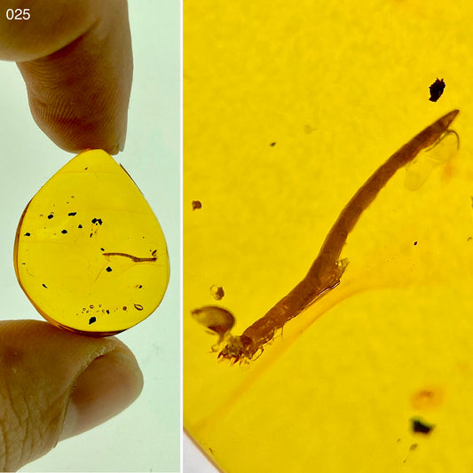 Ámbar Dominicano con Larva