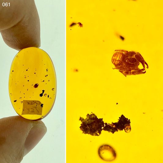 Ámbar Dominicano con Pseudoescorpión