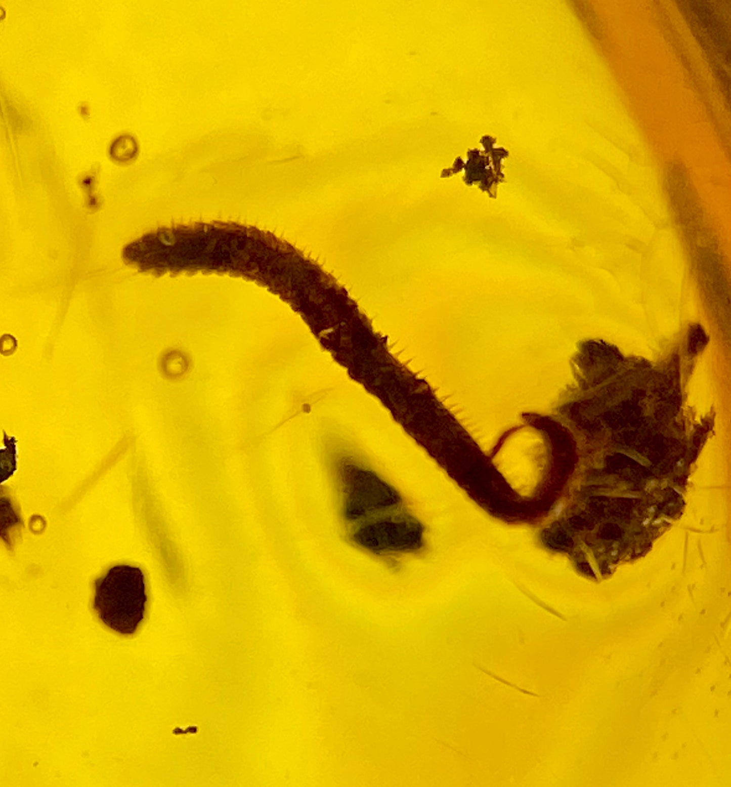 Ámbar Dominicano con Larva