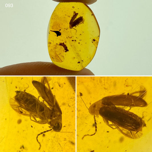 Ámbar Dominicano con Coleópteros