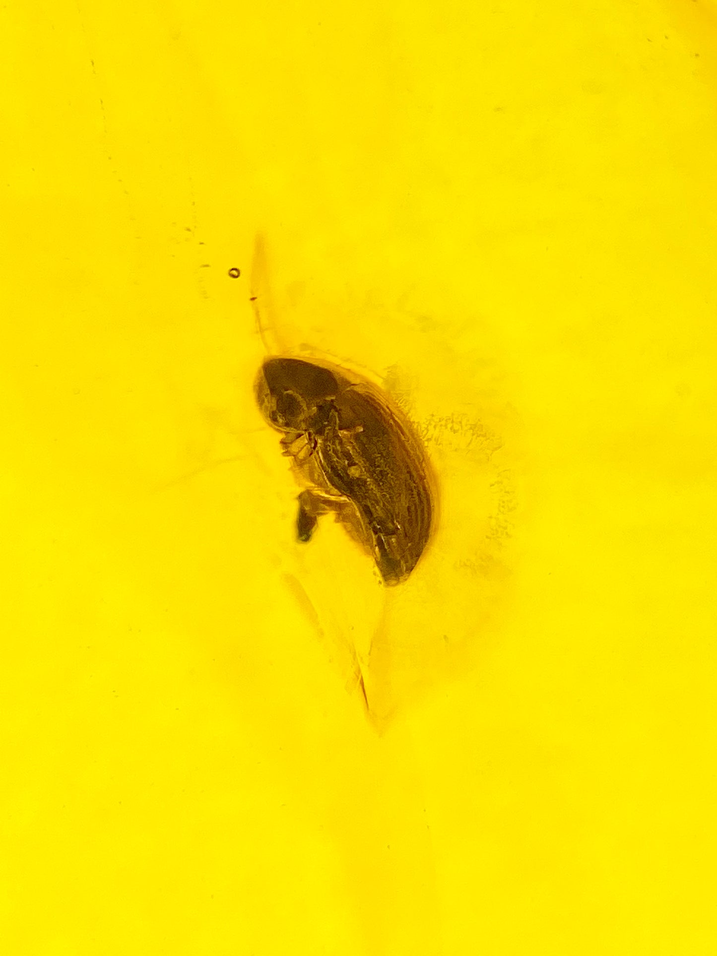 Ámbar Dominicano con Escarabajo
