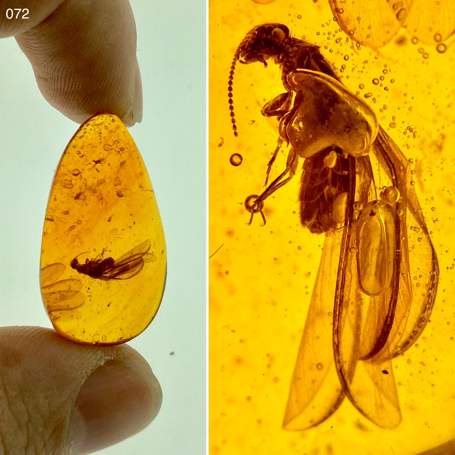 Ámbar Dominicano con Termita Alada
