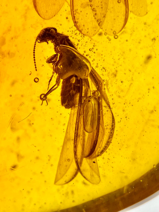 Ámbar Dominicano con Termita Alada
