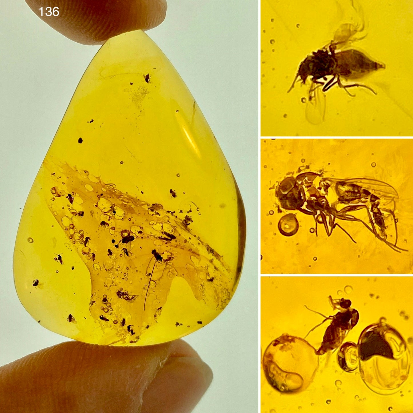 Ámbar Dominicano con Moscas y Mosquitos