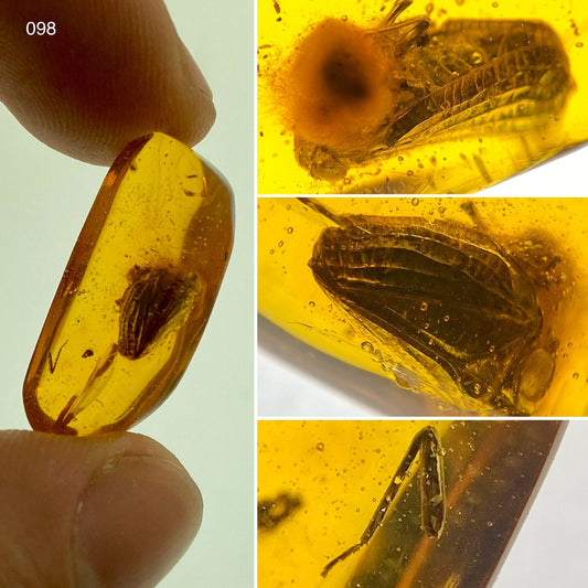 Ámbar Dominicano con Hemíptera