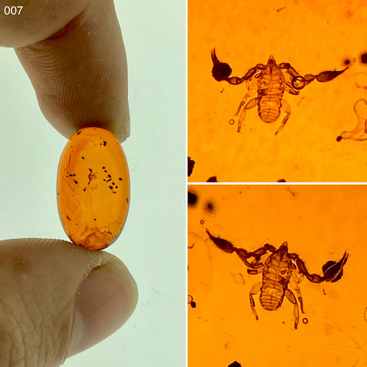 Ámbar Dominicano con Pseudoescorpión