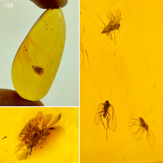 Ámbar Dominicano con Mosquitos