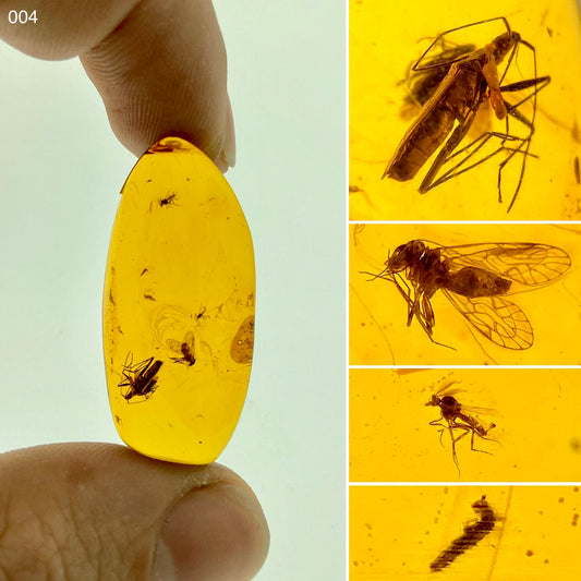 Ámbar Dominicano con Insectos
