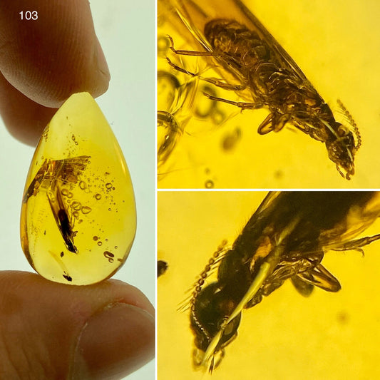 Ámbar Dominicano con Termita Alada