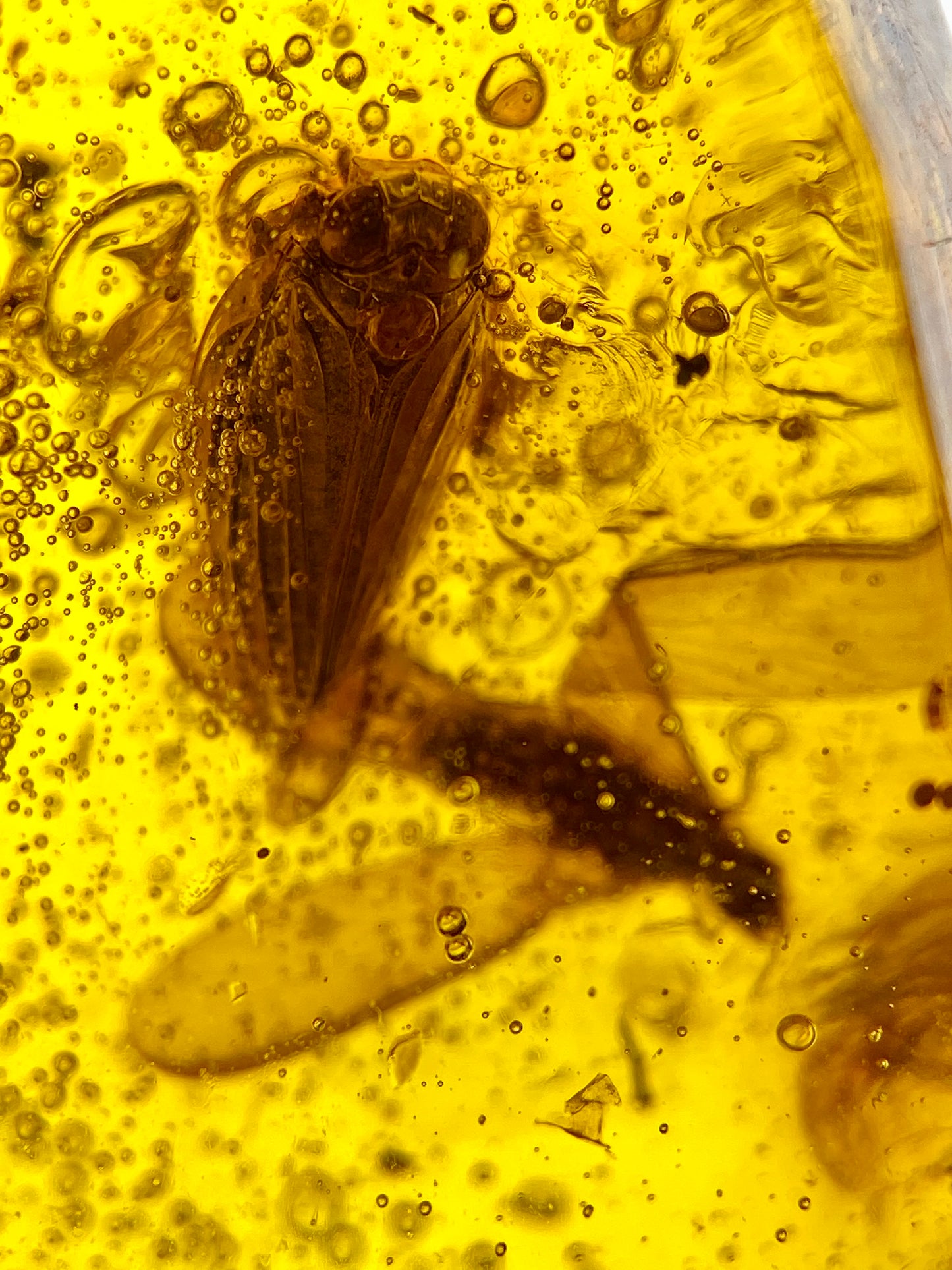 Ámbar Dominicano con Ácaro, Escarabajo y Termita Alada