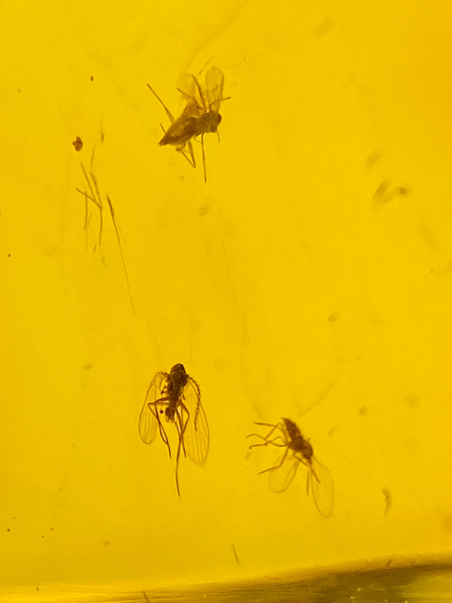 Ámbar Dominicano con Mosquitos