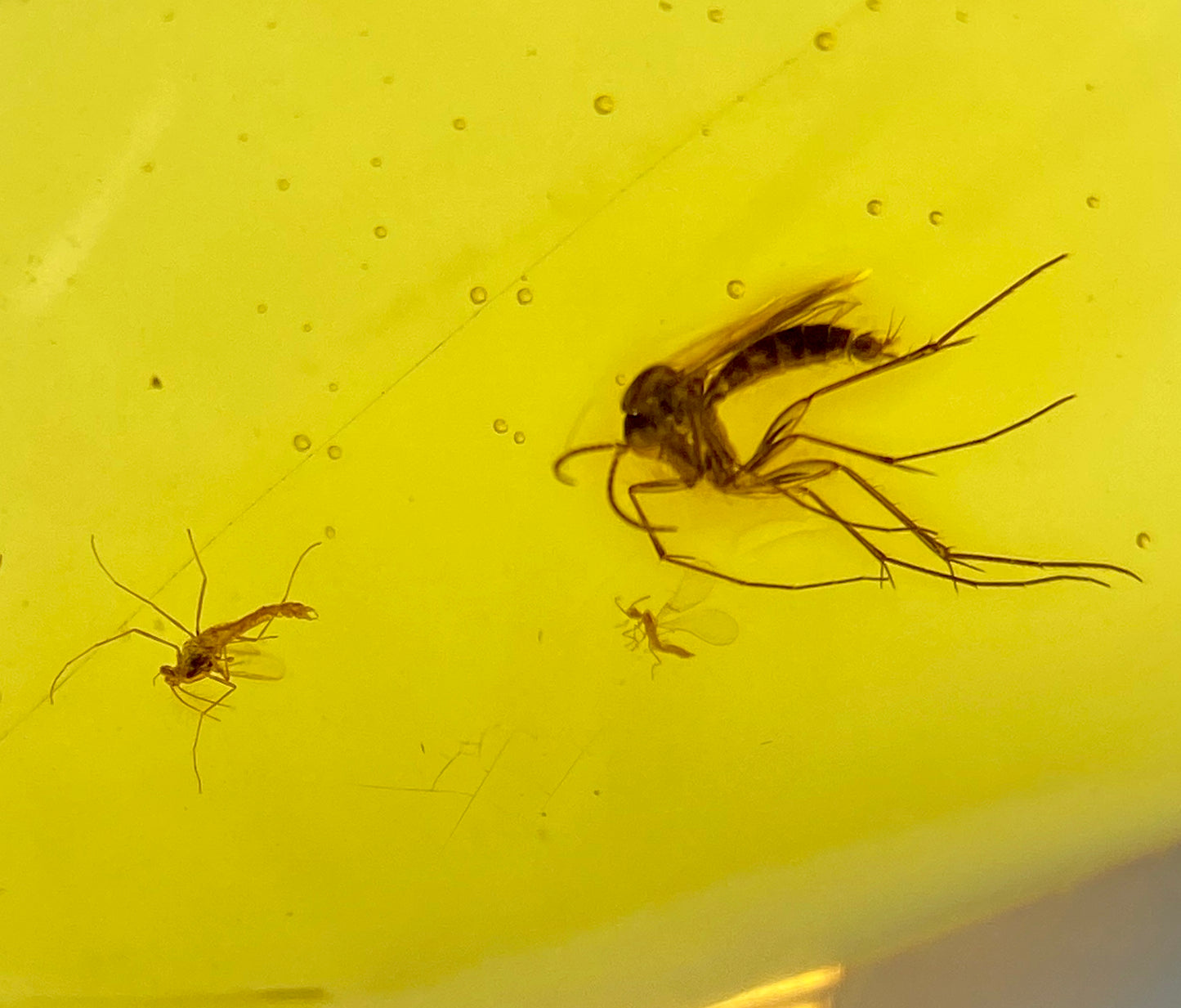 Ámbar Dominicano con Mosquitos