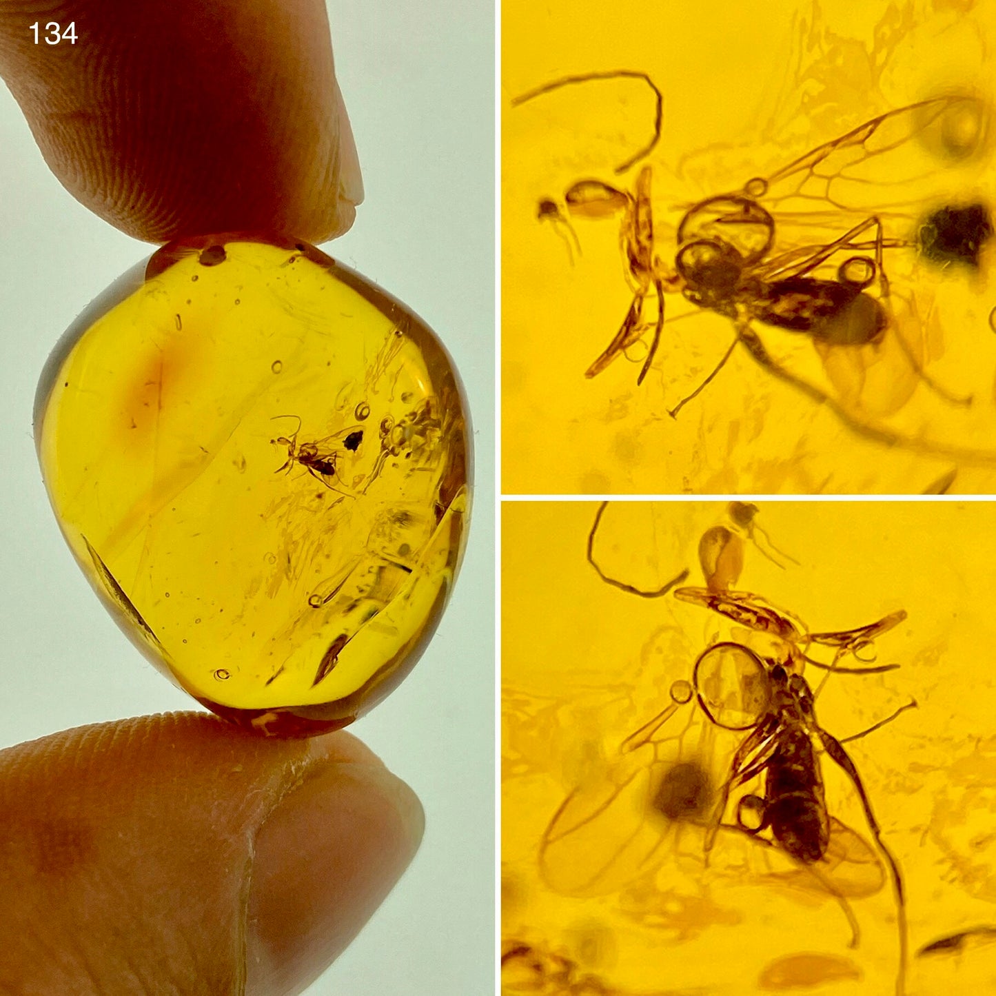 Ámbar Dominicano con Mosquito