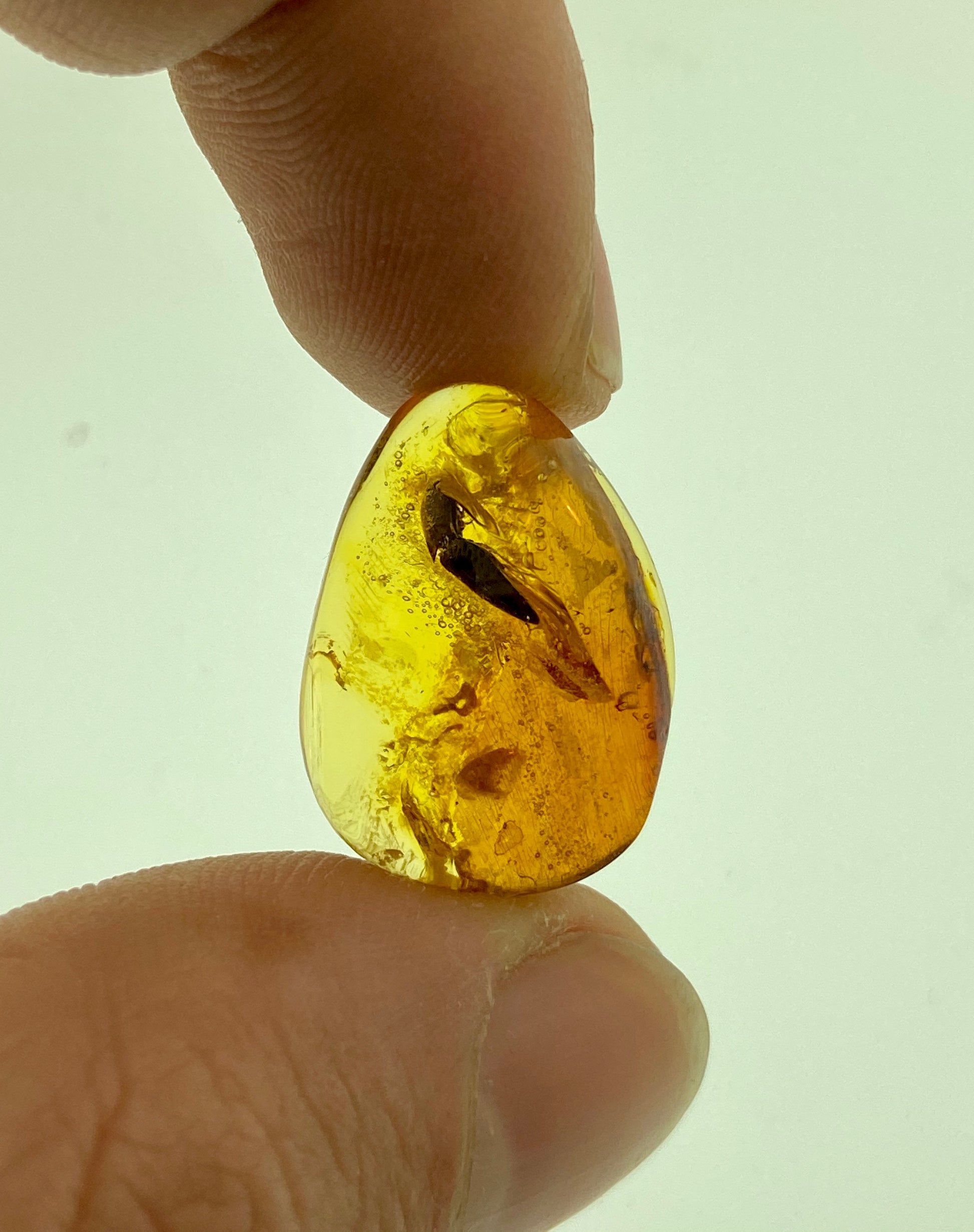 Ámbar Dominicano con Escarabajo LozanoGemólogos