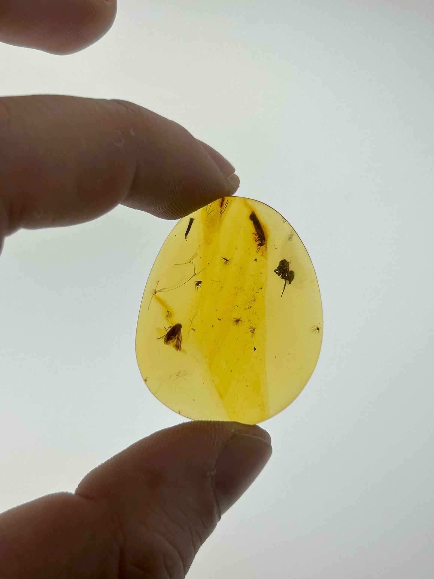 Ámbar Dominicano con Araña