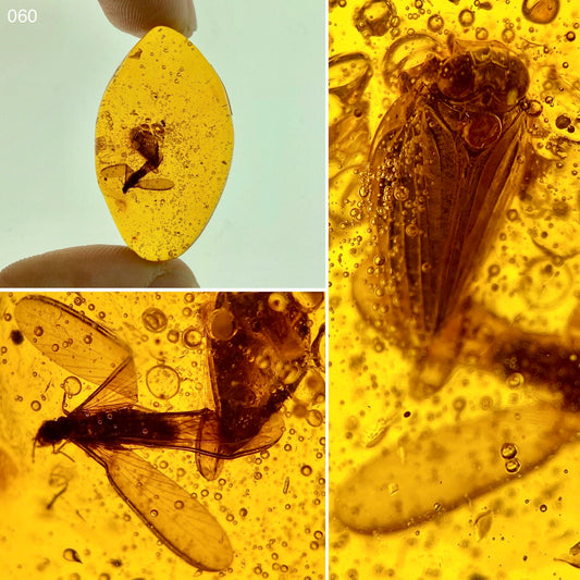 Ámbar Dominicano con Ácaro, Escarabajo y Termita Alada