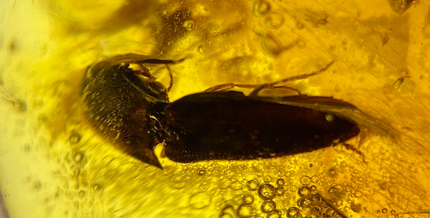 Ámbar Dominicano con Escarabajo