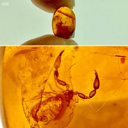 Ámbar Dominicano con Pseudoescorpión