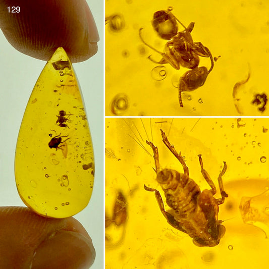 Ámbar Dominicano con Hormiga y Mosca