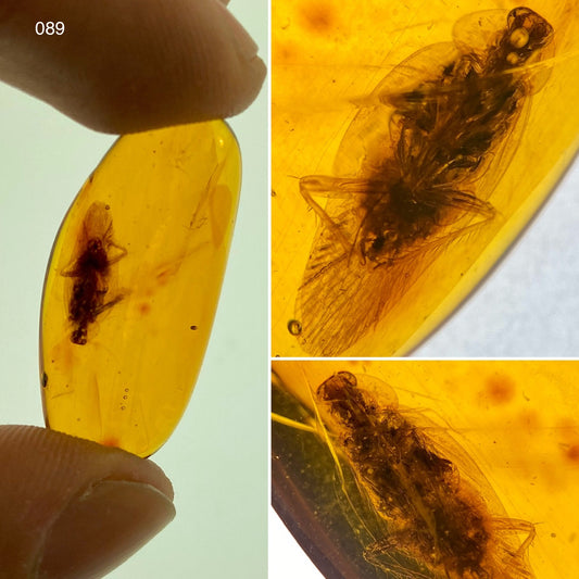 Ámbar Dominicano con Cucaracha