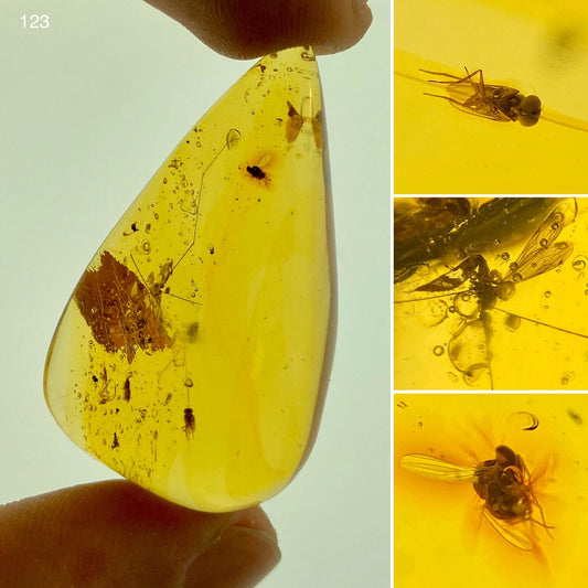 Ámbar Dominicano con Moscas y Mosquitos